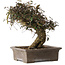 Trachelospermum asiaticum, 24 cm, ± 40 jaar oud, met een nebari van 10 cm