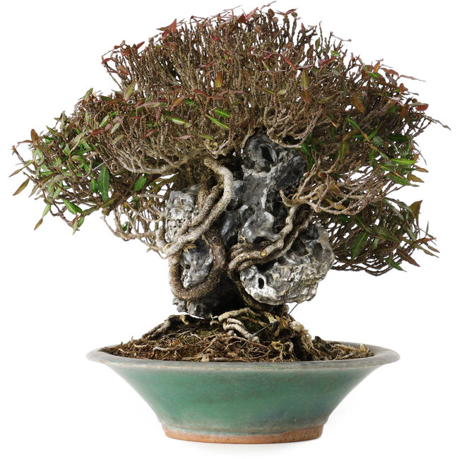 Trachelospermum asiaticum, 19 cm, ± 40 jaar oud, in een kapotte handgemaakte Japanse pot van Bigei