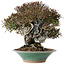 Trachelospermum asiaticum, 19 cm, ± 40 jaar oud, in een kapotte handgemaakte Japanse pot van Bigei