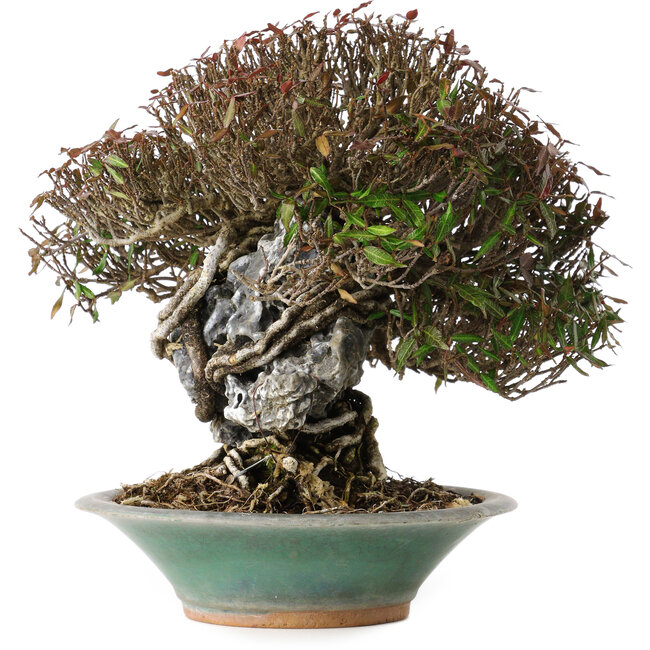 Trachelospermum asiaticum, 19 cm, ± 40 ans, dans un pot japonais cassé fait main par Bigei