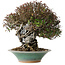 Trachelospermum asiaticum, 19 cm, ± 40 jaar oud, in een kapotte handgemaakte Japanse pot van Bigei