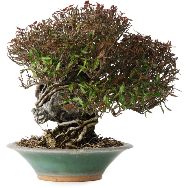 Trachelospermum asiaticum, 19 cm, ± 40 años, en una maceta japonesa rota hecha a mano por Bigei