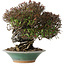 Trachelospermum asiaticum, 19 cm, ± 40 jaar oud, in een kapotte handgemaakte Japanse pot van Bigei