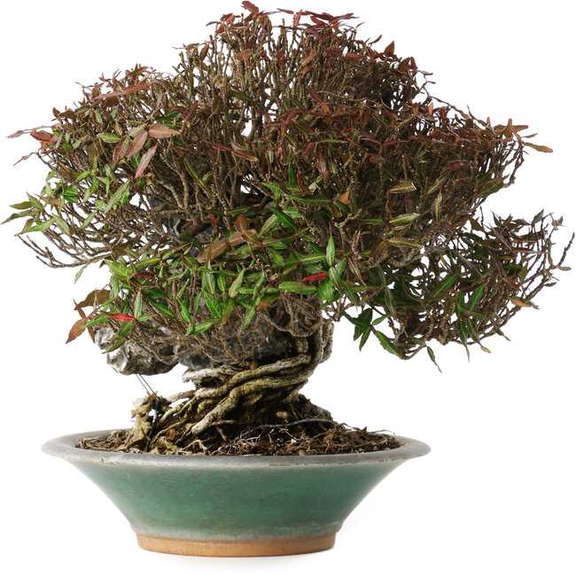 Trachelospermum asiaticum, 19 cm, ± 40 años, en una maceta japonesa rota hecha a mano por Bigei