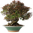 Trachelospermum asiaticum, 19 cm, ± 40 jaar oud, in een kapotte handgemaakte Japanse pot van Bigei