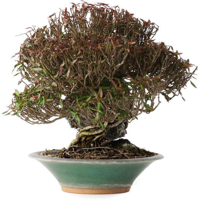 Trachelospermum asiaticum, 19 cm, ± 40 años, en una maceta japonesa rota hecha a mano por Bigei