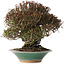 Trachelospermum asiaticum, 19 cm, ± 40 jaar oud, in een kapotte handgemaakte Japanse pot van Bigei