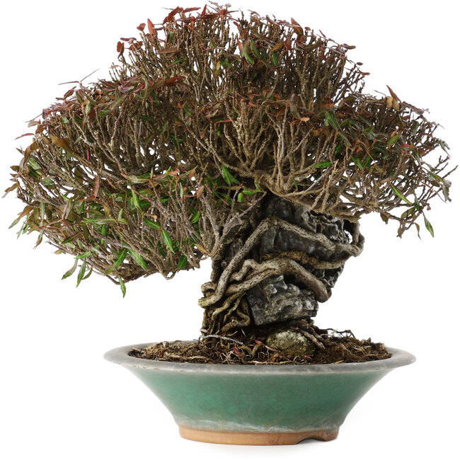 Trachelospermum asiaticum, 19 cm, ± 40 Jahre alt, in einem zerbrochenen handgefertigten japanischen Topf von Bigei