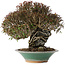 Trachelospermum asiaticum, 19 cm, ± 40 jaar oud, in een kapotte handgemaakte Japanse pot van Bigei