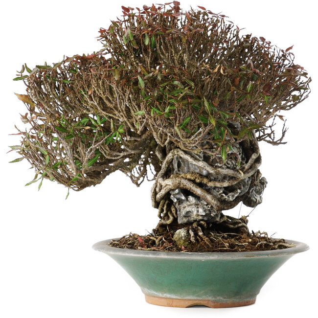 Trachelospermum asiaticum, 19 cm, ± 40 ans, dans un pot japonais cassé fait main par Bigei