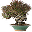 Trachelospermum asiaticum, 19 cm, ± 40 jaar oud, in een kapotte handgemaakte Japanse pot van Bigei