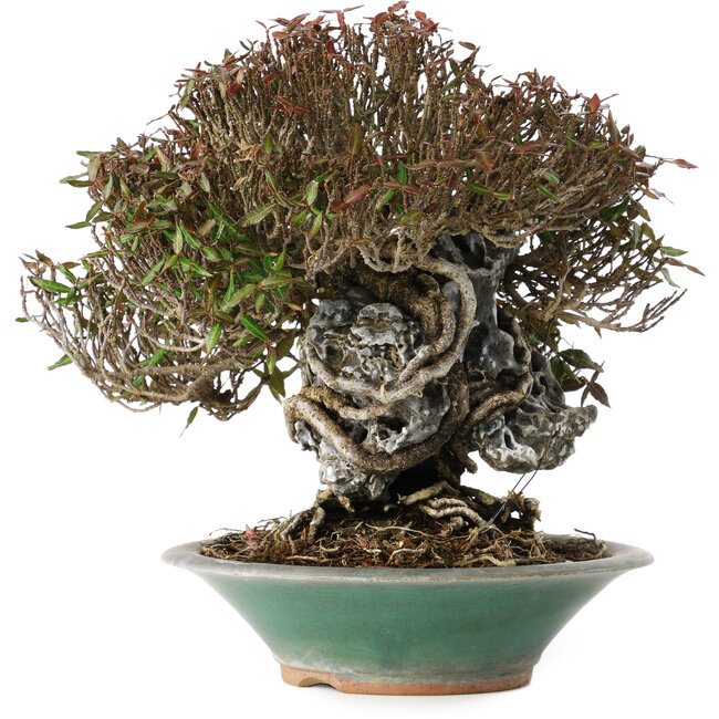 Trachelospermum asiaticum, 19 cm, ± 40 anni, in un vaso giapponese rotto fatto a mano da Bigei