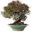 Trachelospermum asiaticum, 19 cm, ± 40 jaar oud, in een kapotte handgemaakte Japanse pot van Bigei