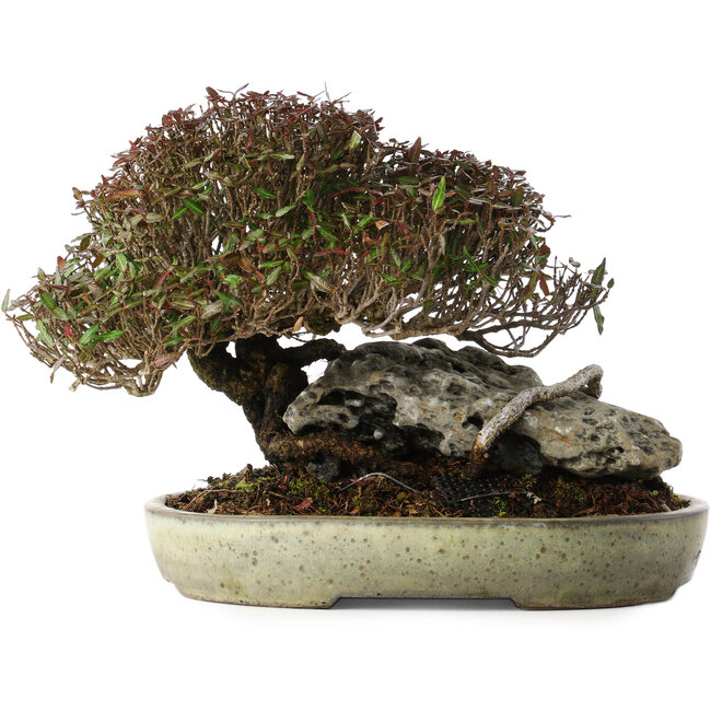 Trachelospermum asiaticum, 16 cm, ± 35 jaar oud, in een handgemaakte Japanse pot van Koyou