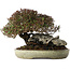Trachelospermum asiaticum, 16 cm, ± 35 jaar oud, in een handgemaakte Japanse pot van Koyou