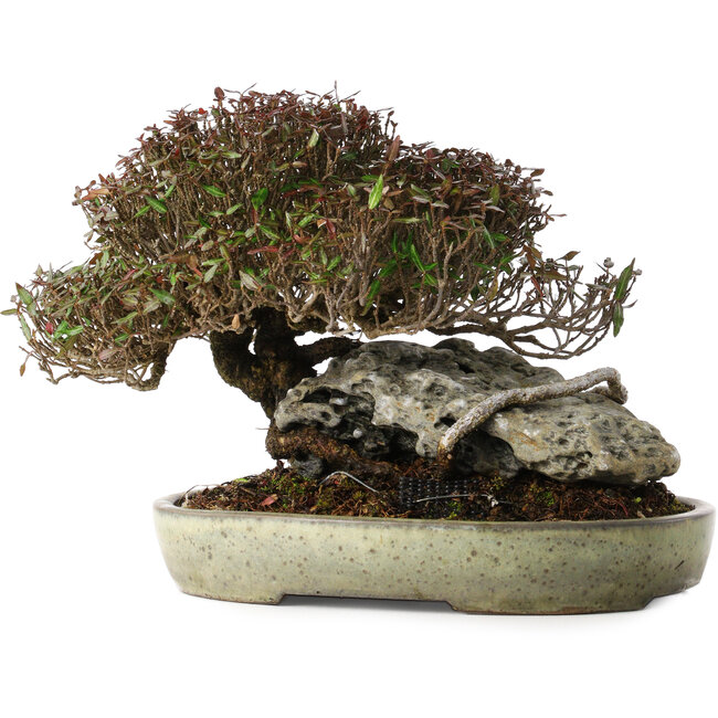 Trachelospermum asiaticum, 16 cm, ± 35 años, en una maceta japonesa hecha a mano por Koyou