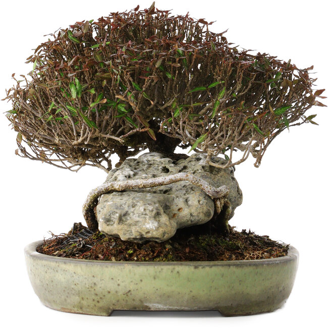 Trachelospermum asiaticum, 16 cm, ± 35 anni, in un vaso giapponese fatto a mano da Koyou