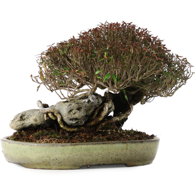 Trachelospermum asiaticum, 16 cm, ± 35 años, en una maceta japonesa hecha a mano por Koyou