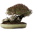 Trachelospermum asiaticum, 16 cm, ± 35 years old, in a handmade Japanese pot by Koyou