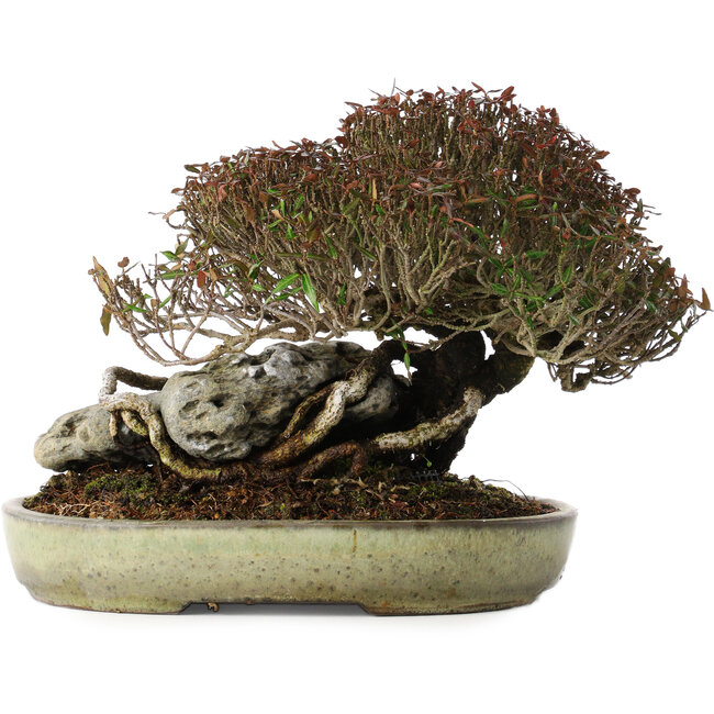 Trachelospermum asiaticum, 16 cm, ± 35 jaar oud, in een handgemaakte Japanse pot van Koyou