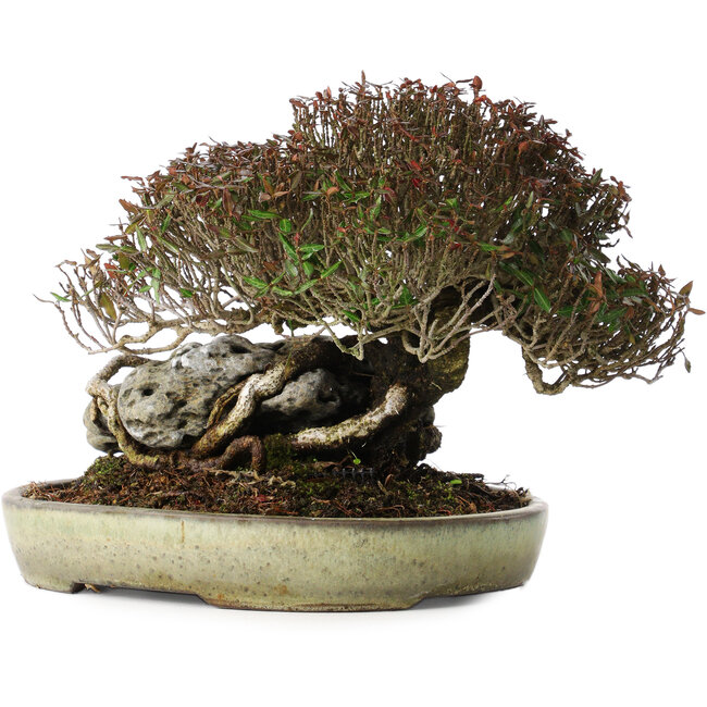 Trachelospermum asiaticum, 16 cm, ± 35 anni, in un vaso giapponese fatto a mano da Koyou