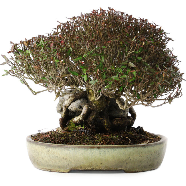 Trachelospermum asiaticum, 16 cm, ± 35 jaar oud, in een handgemaakte Japanse pot van Koyou