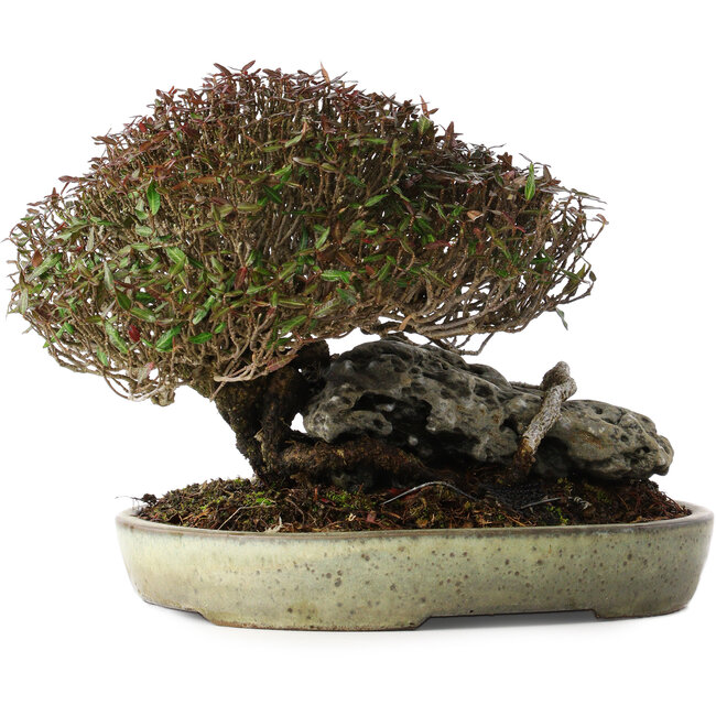 Trachelospermum asiaticum, 16 cm, ± 35 anni, in un vaso giapponese fatto a mano da Koyou