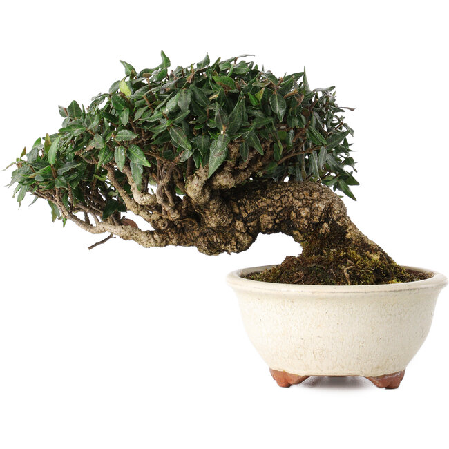 Trachelospermum asiaticum, 11 cm, ± 25 años, en una maceta japonesa hecha a mano por Emei Yozan