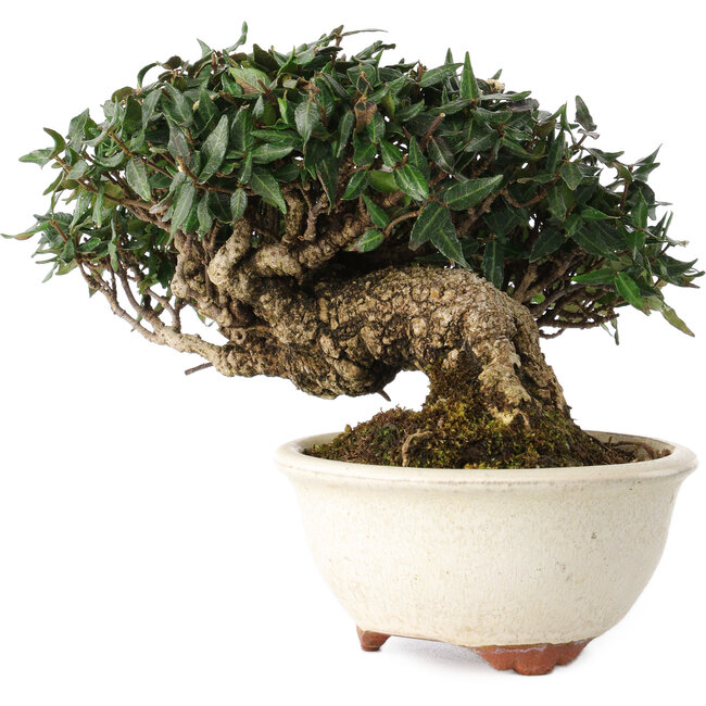 Trachelospermum asiaticum, 11 cm, ± 25 anni, in un vaso giapponese fatto a mano da Emei Yozan