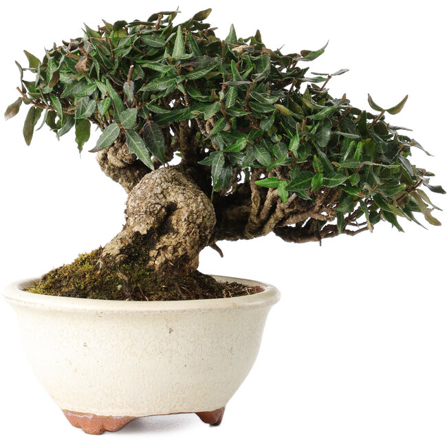 Trachelospermum asiaticum, 11 cm, ± 25 años, en una maceta japonesa hecha a mano por Emei Yozan