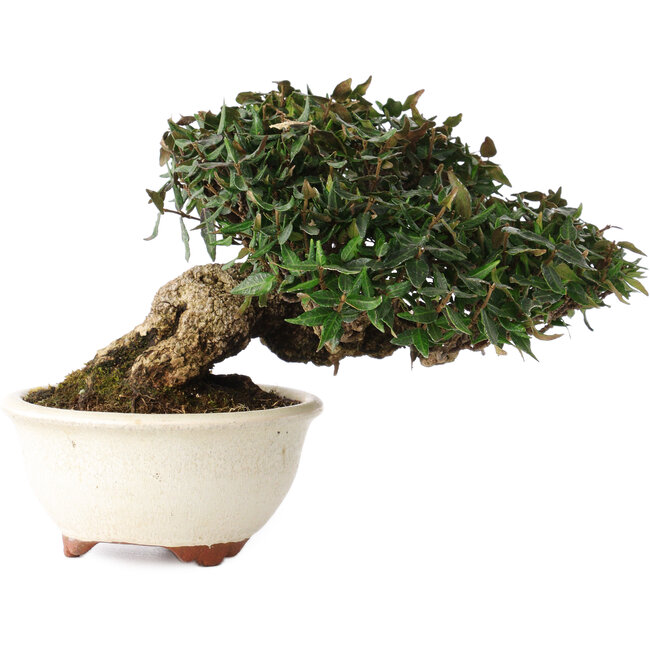 Trachelospermum asiaticum, 11 cm, ± 25 anni, in un vaso giapponese fatto a mano da Emei Yozan