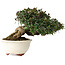 Trachelospermum asiaticum, 11 cm, ± 25 jaar oud, in een handgemaakte Japanse pot van Emei Yozan