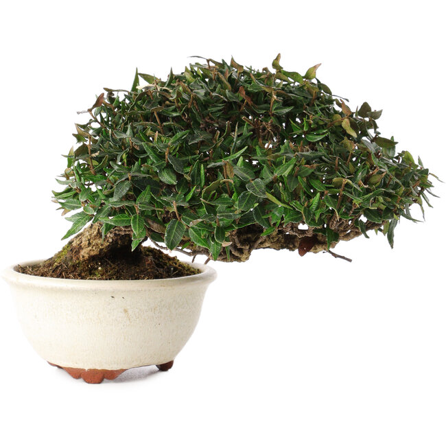 Trachelospermum asiaticum, 11 cm, ± 25 ans, dans un pot japonais fait main par Emei Yozan