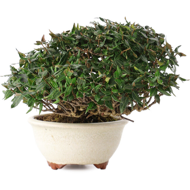 Trachelospermum asiaticum, 11 cm, ± 25 anni, in un vaso giapponese fatto a mano da Emei Yozan