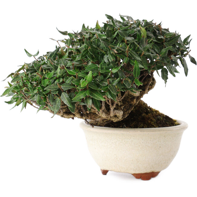 Trachelospermum asiaticum, 11 cm, ± 25 ans, dans un pot japonais fait main par Emei Yozan