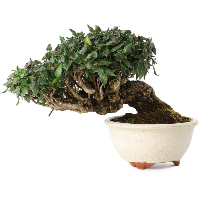 Trachelospermum asiaticum, 11 cm, ± 25 ans, dans un pot japonais fait main par Emei Yozan