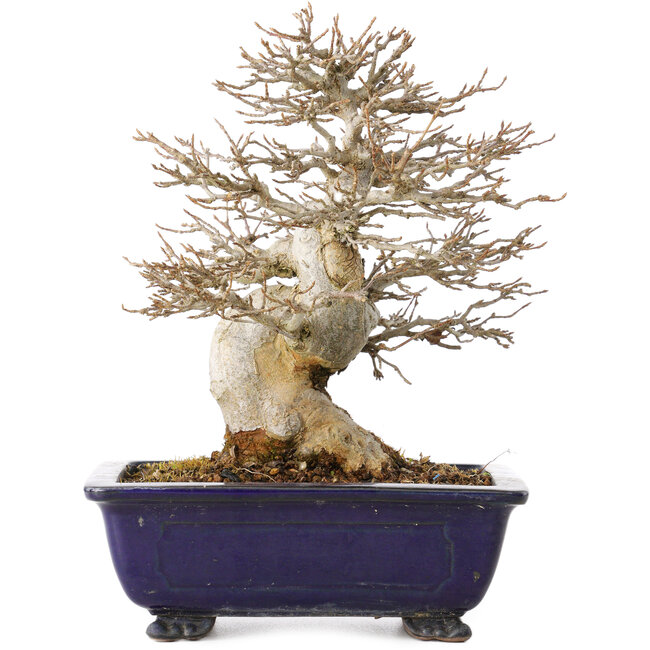 Acer buergerianum, 18 cm, ± 25 anni, con un nebari di 8 cm