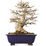 Acer buergerianum, 18 cm, ± 25 anni, con un nebari di 8 cm