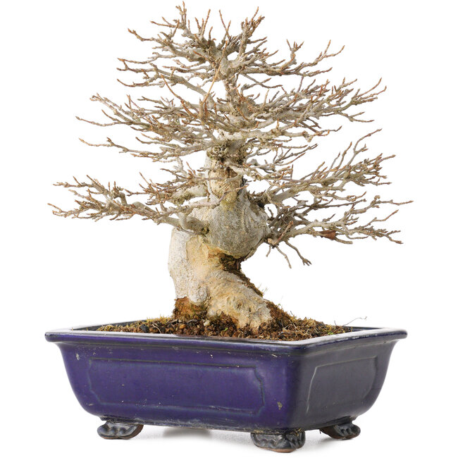 Acer buergerianum, 18 cm, ± 25 ans, avec un nebari de 8 cm