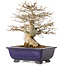 Acer buergerianum, 18 cm, ± 25 anni, con un nebari di 8 cm