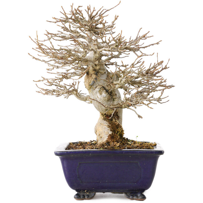 Acer buergerianum, 18 cm, ± 25 ans, avec un nebari de 8 cm