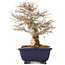Acer buergerianum, 18 cm, ± 25 anni, con un nebari di 8 cm