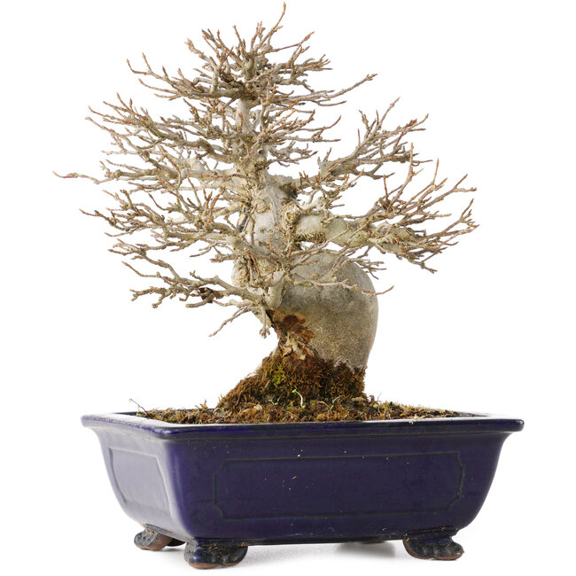 Acer buergerianum, 18 cm, ± 25 años, con un nebari de 8 cm