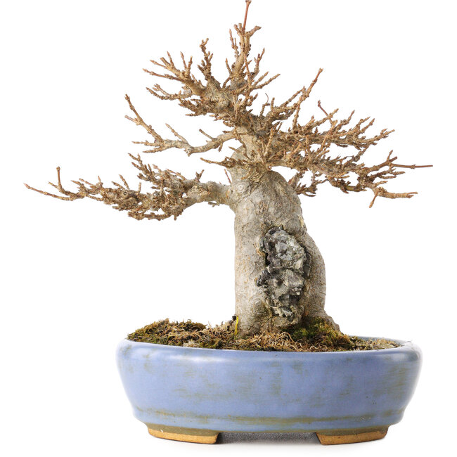 Acer buergerianum, 17 cm, ± 25 jaar oud, in een handgemaakte Japanse pot van Hattori, met een nebari van 6 cm