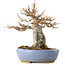 Acer buergerianum, 17 cm, ± 25 jaar oud, in een handgemaakte Japanse pot van Hattori, met een nebari van 6 cm