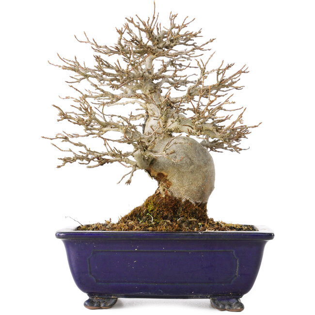 Acer buergerianum, 18 cm, ± 25 jaar oud, met een nebari van 8 cm