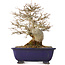 Acer buergerianum, 18 cm, ± 25 anni, con un nebari di 8 cm