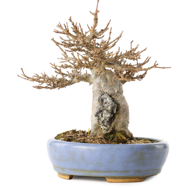 Acer buergerianum, 17 cm, ± 25 anni, in un vaso giapponese fatto a mano da Hattori, con un nebari di 6 cm