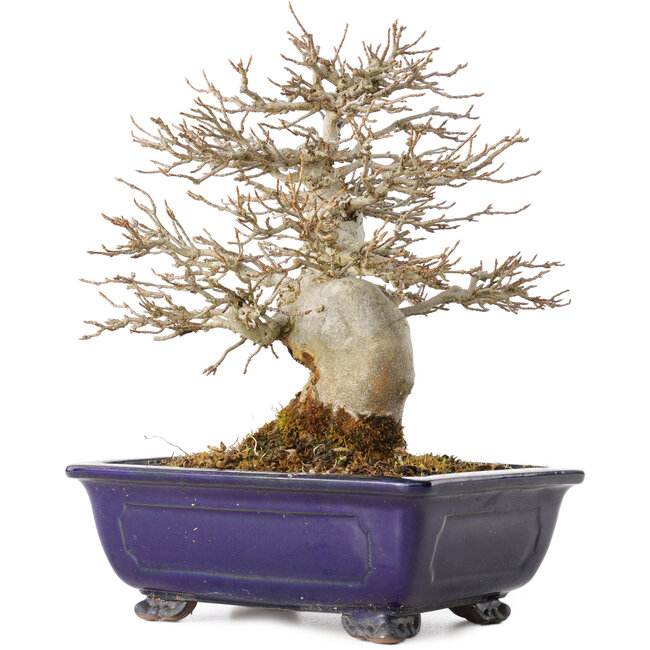 Acer buergerianum, 18 cm, ± 25 Jahre alt, mit einem Nebari von 8 cm