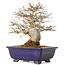 Acer buergerianum, 18 cm, ± 25 anni, con un nebari di 8 cm